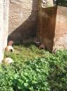 Cat houses in Rome