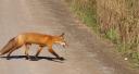 magdelans-70824-31-madelinot-reynard.JPG