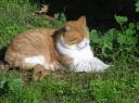 Life is tough for a stray in Rome.