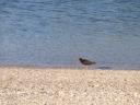 whitianga-oyster-catcher.jpg