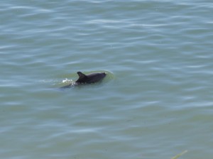 Every morning and afternoon, dolphins patrol by.