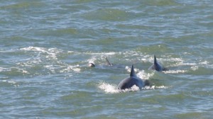 Dolphins with young one at play off our balcony.